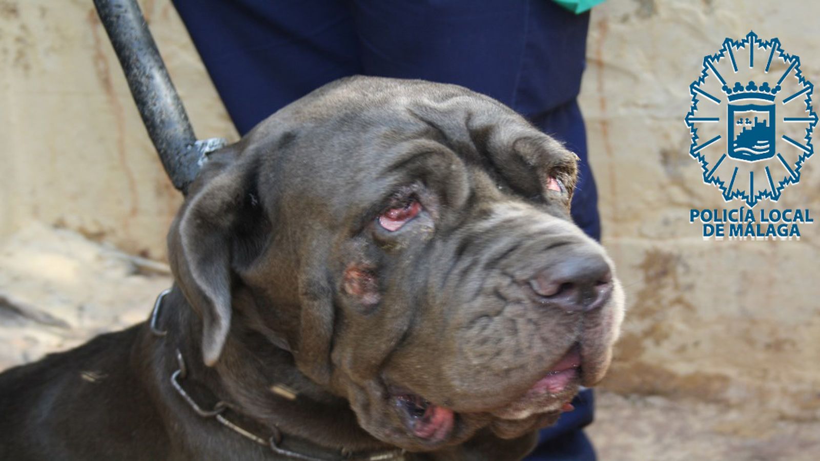 Uno de los perros encontrados.
