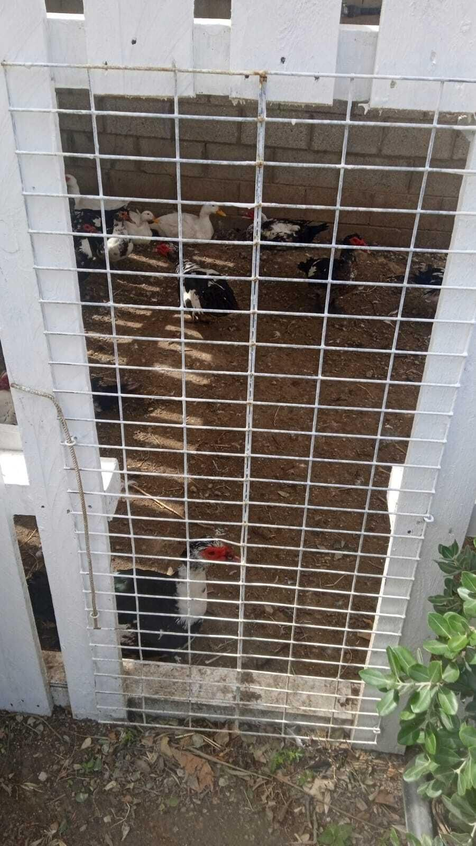 Así están los patos y tortugas del Parque tras el traslado: las fotos difundidas por AxSí en San Fernando