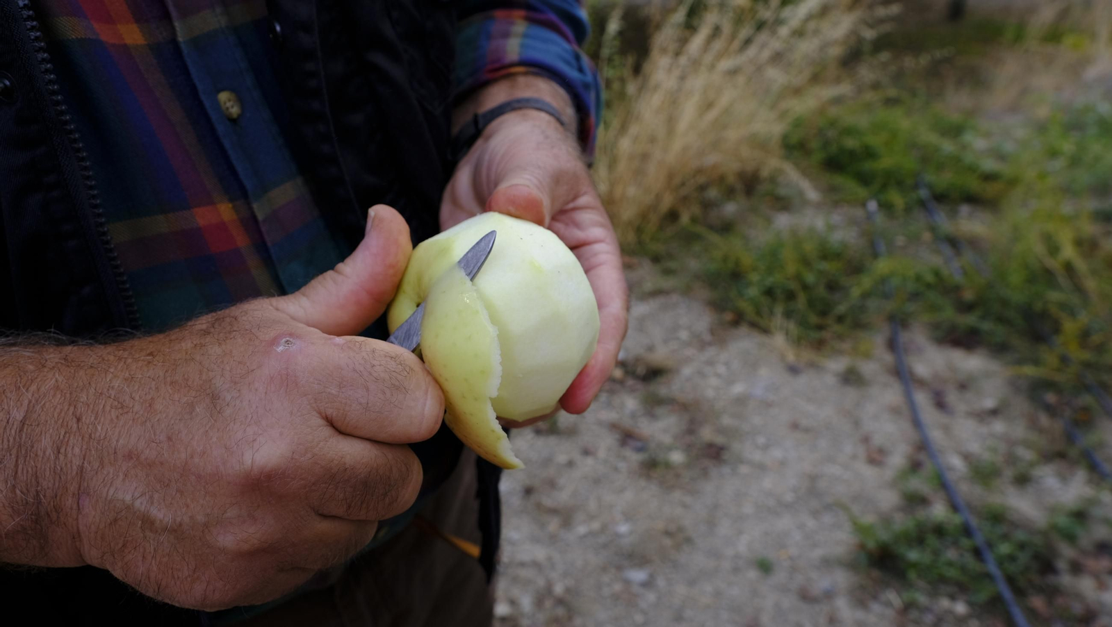 Las manzanas de Paterna, un manjar en imágenes