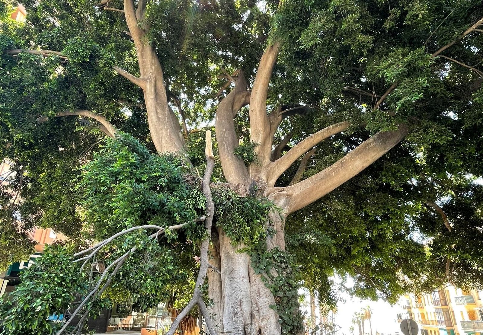 El ficus centenario ubicado en el Paseo de Sancha, junto a la fuente de Reding, con una de sus ramas partidas.