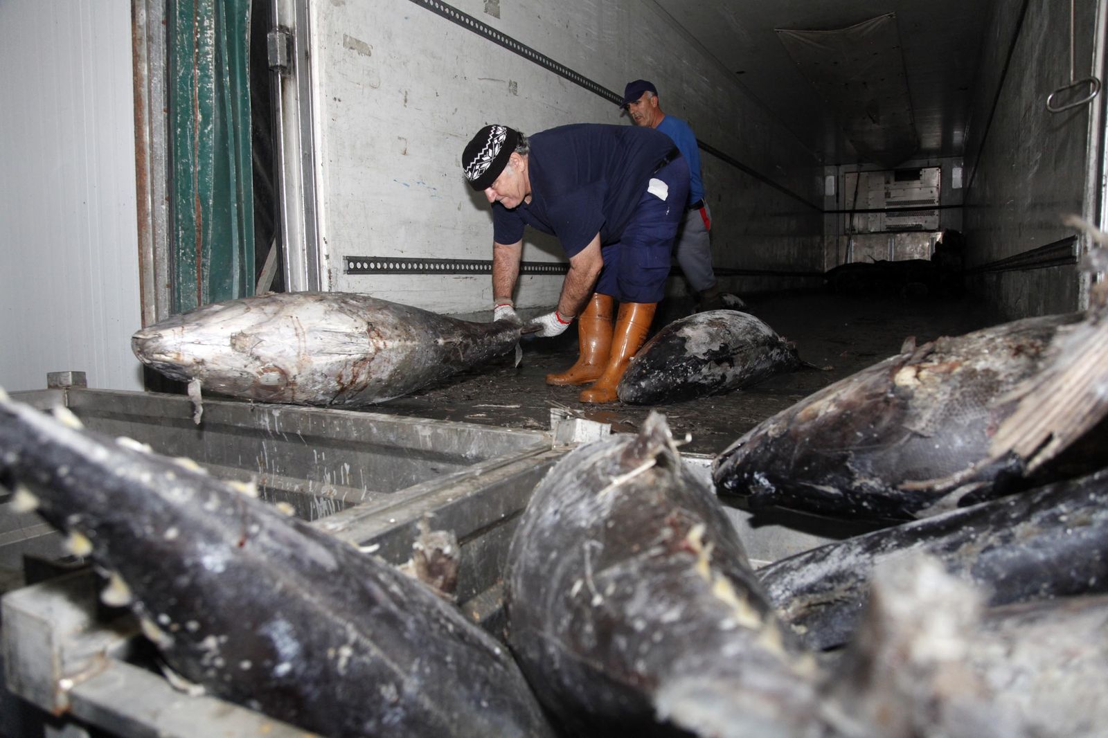 Actividad atunera en Isla Cristina