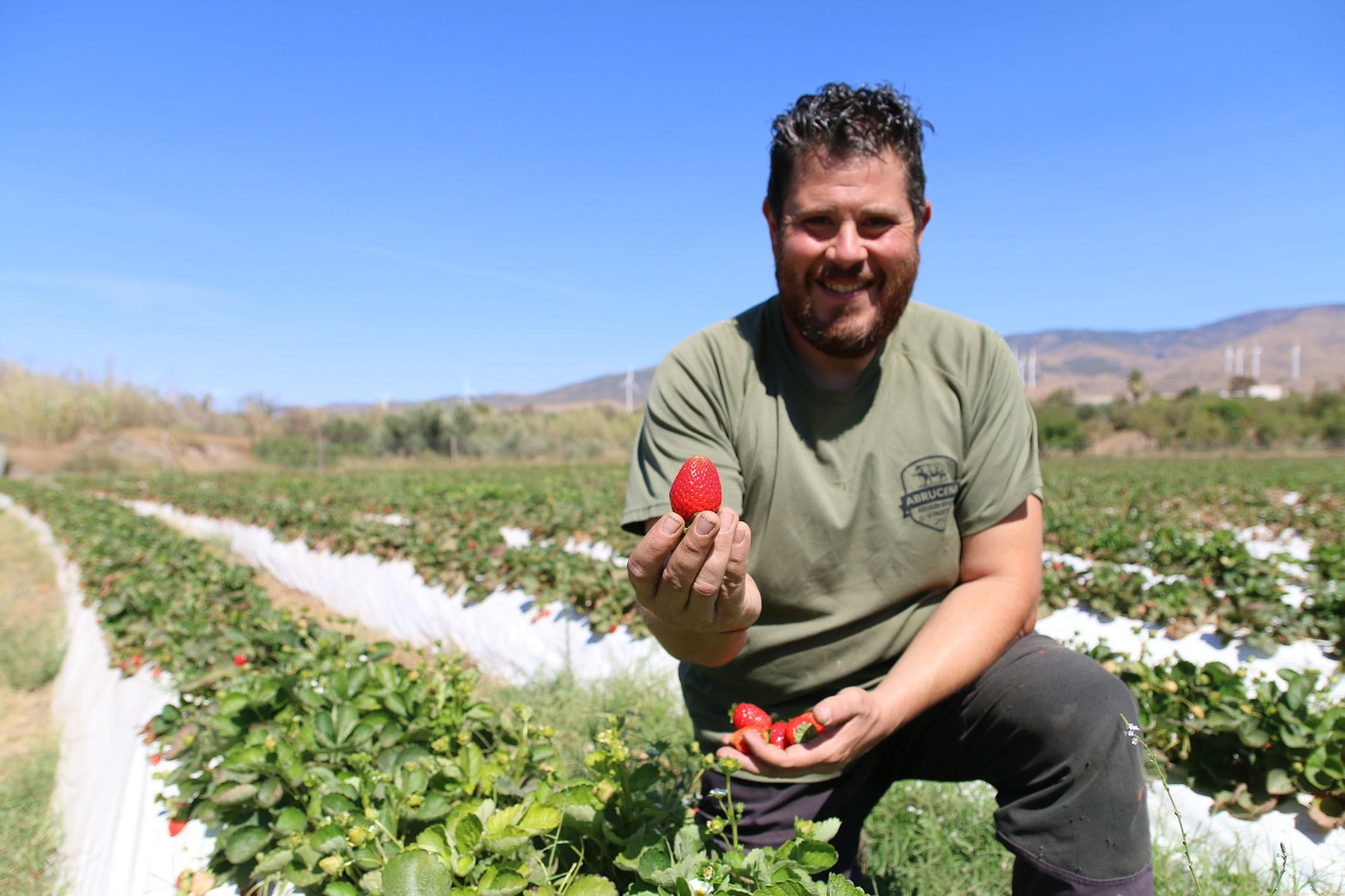 Francisco Aguilera, productor de fresa en Abrucena, Almería.