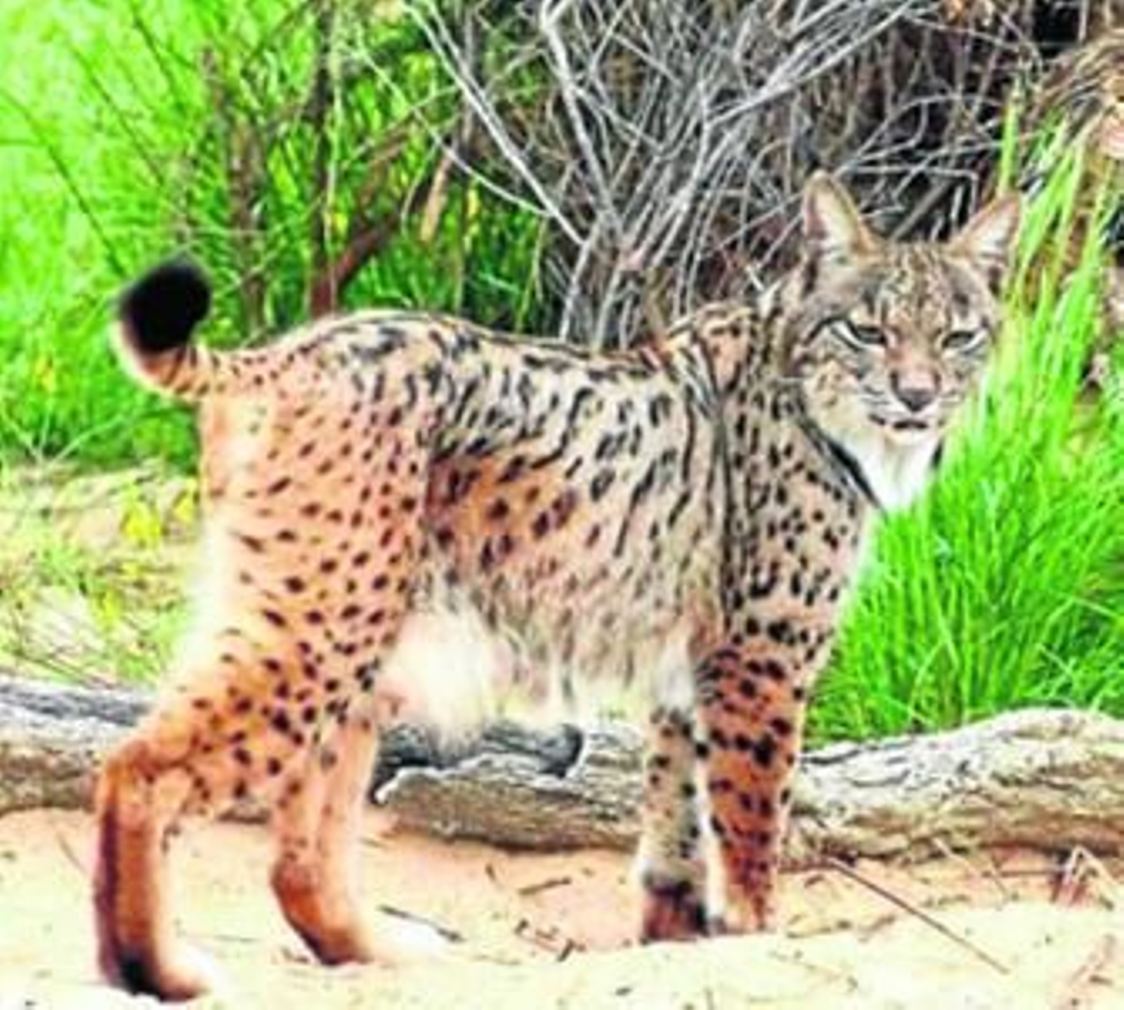 Un ejemplar adulto de lince ibérico. Un ejemplar adulto de lince ibérico.