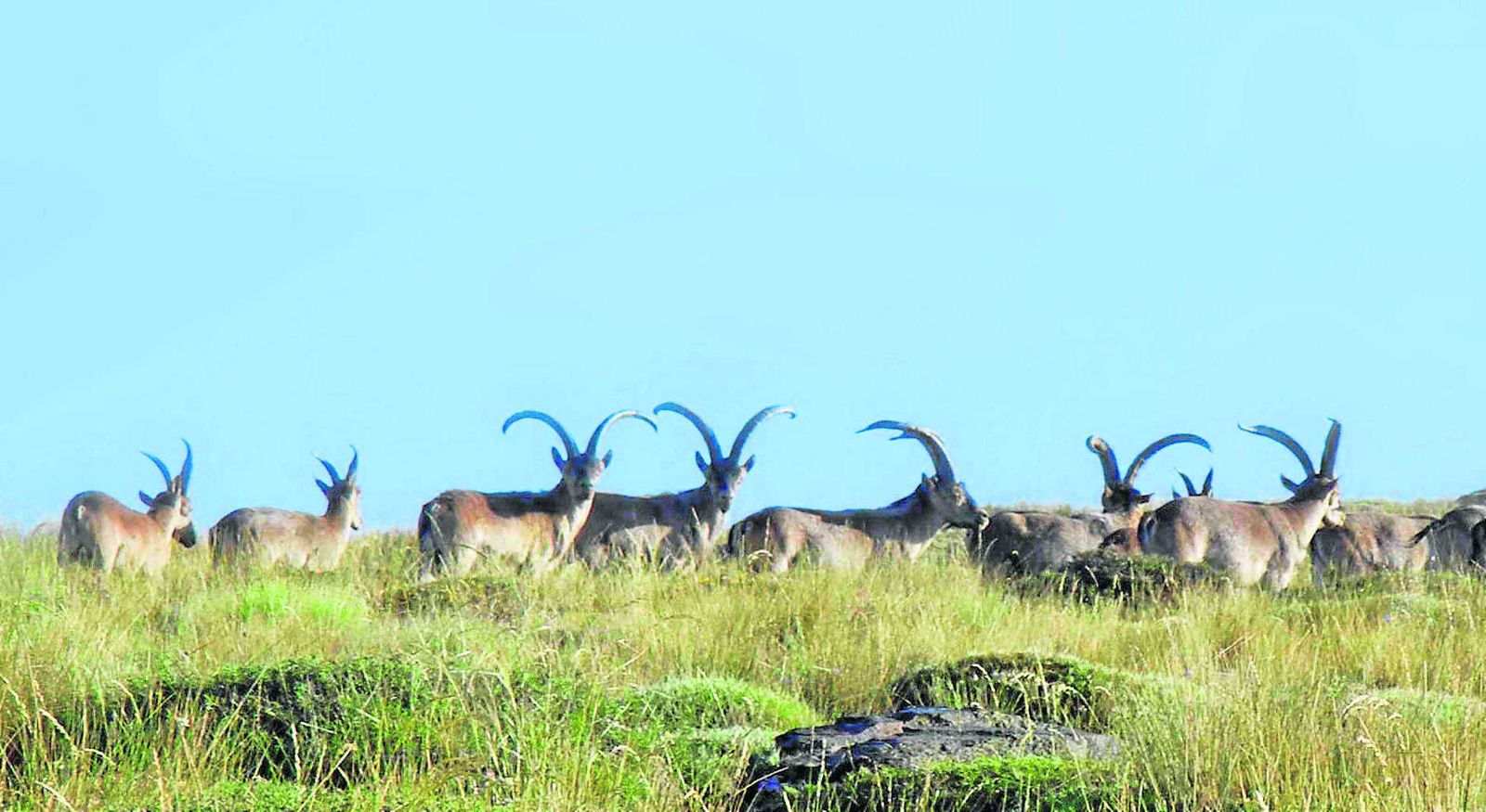 Una manada de macho montés en la sierra de Los Filabres.