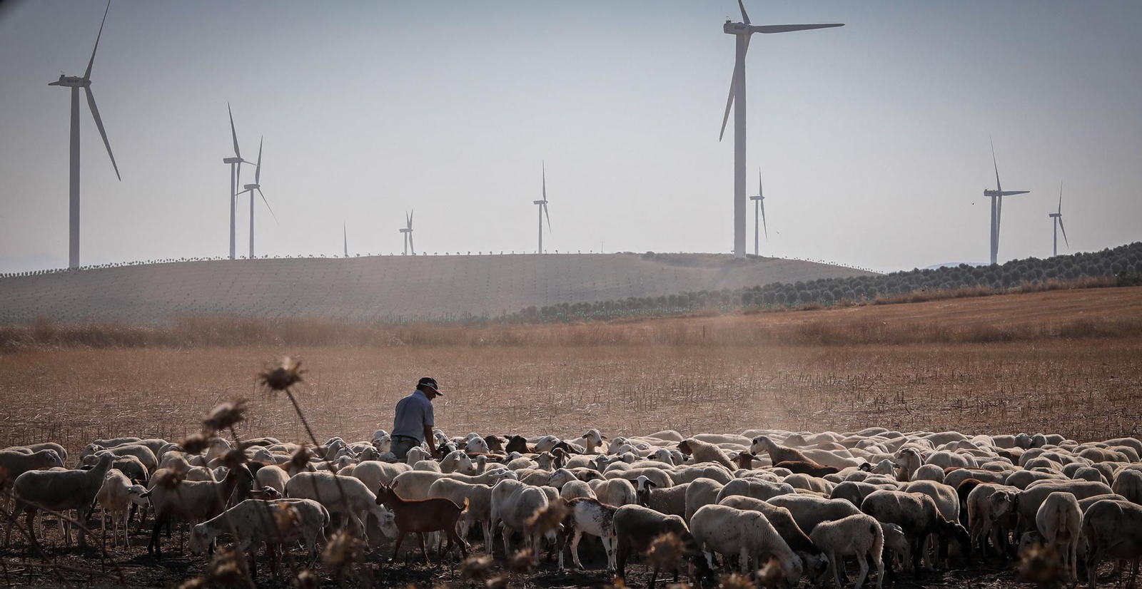 Un parque eólico en las inmediaciones de la barriada rural de El Mojo.