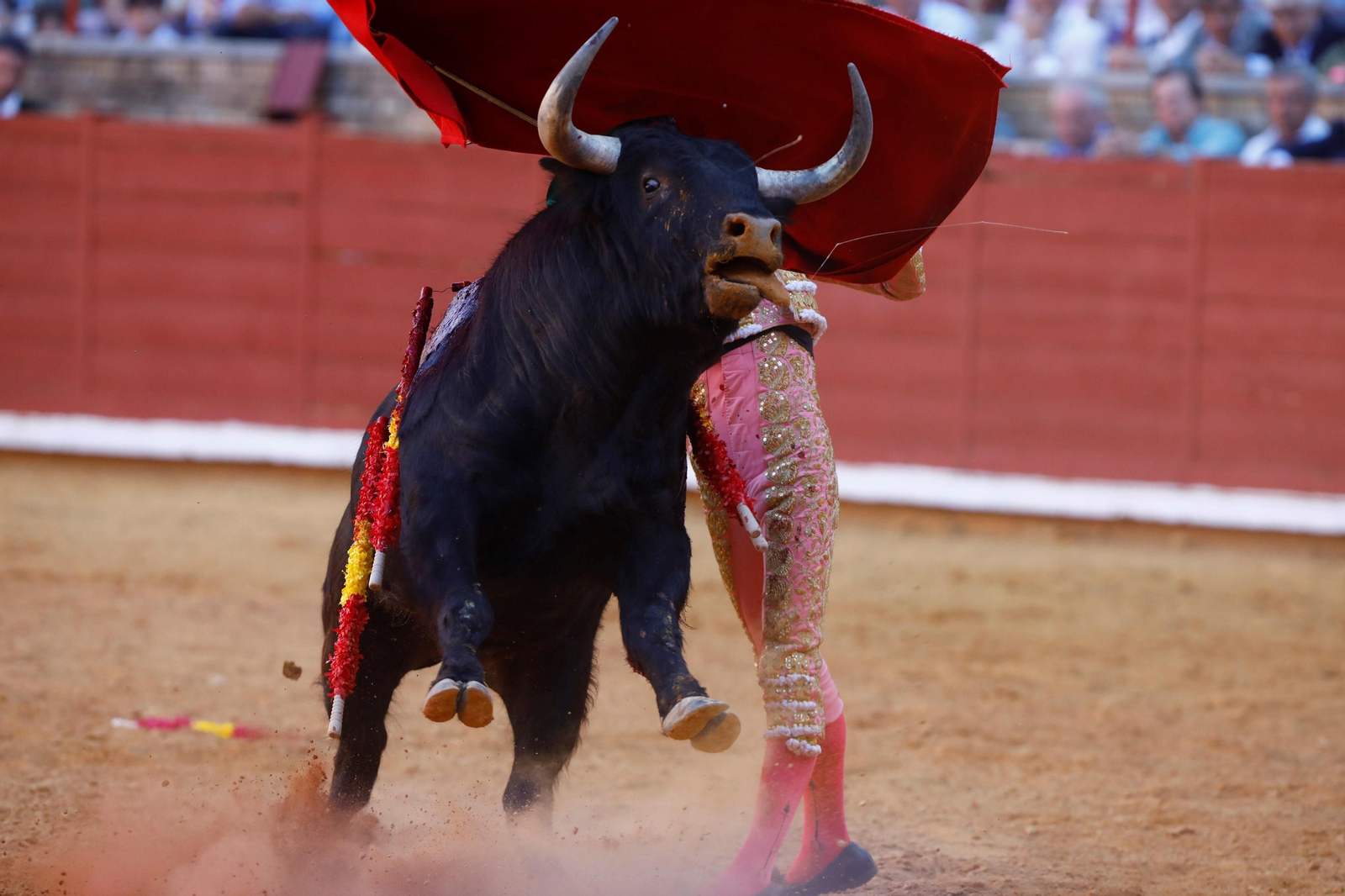 La presentación del novillero Manuel Román en Córdoba, en imágenes