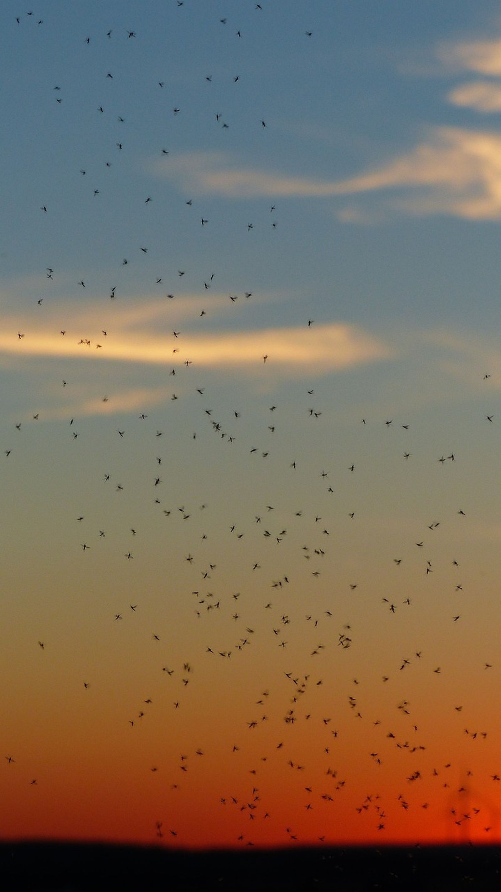 Invasión de moscas y mosquitos al atardecer