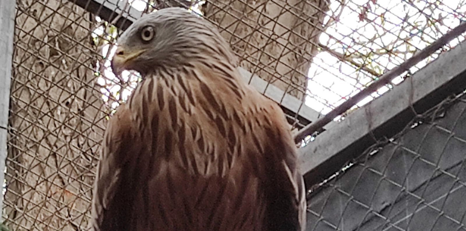 Un ejemplar de Milano Real