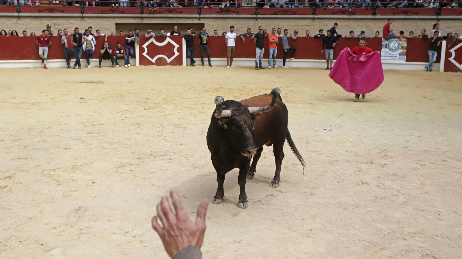 Imágenes del Toro Embolao de Los Barrios