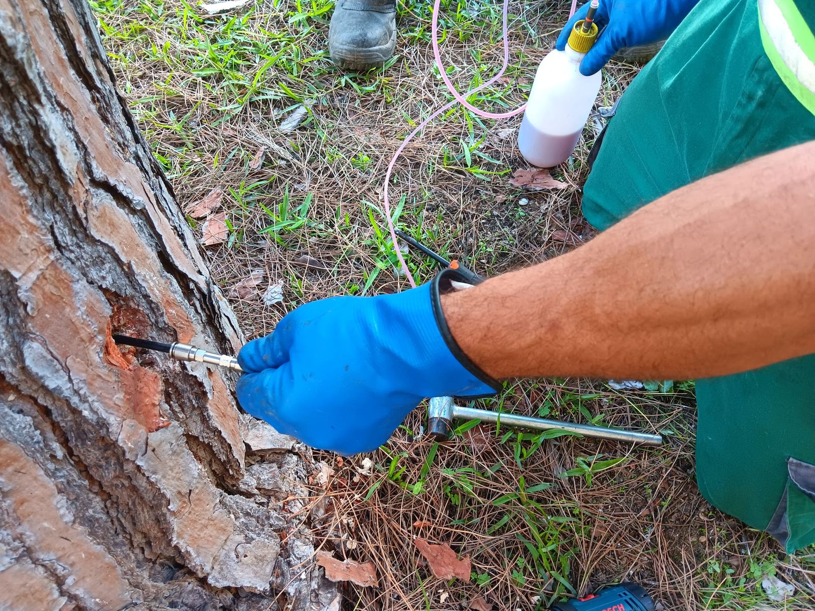 Tratamiento de endoterapia en los árboles de Puerto Real