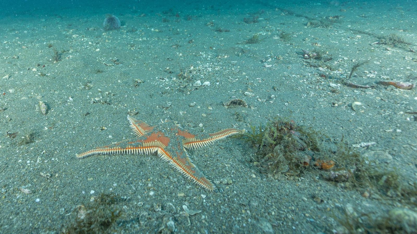 Estrella de arena.