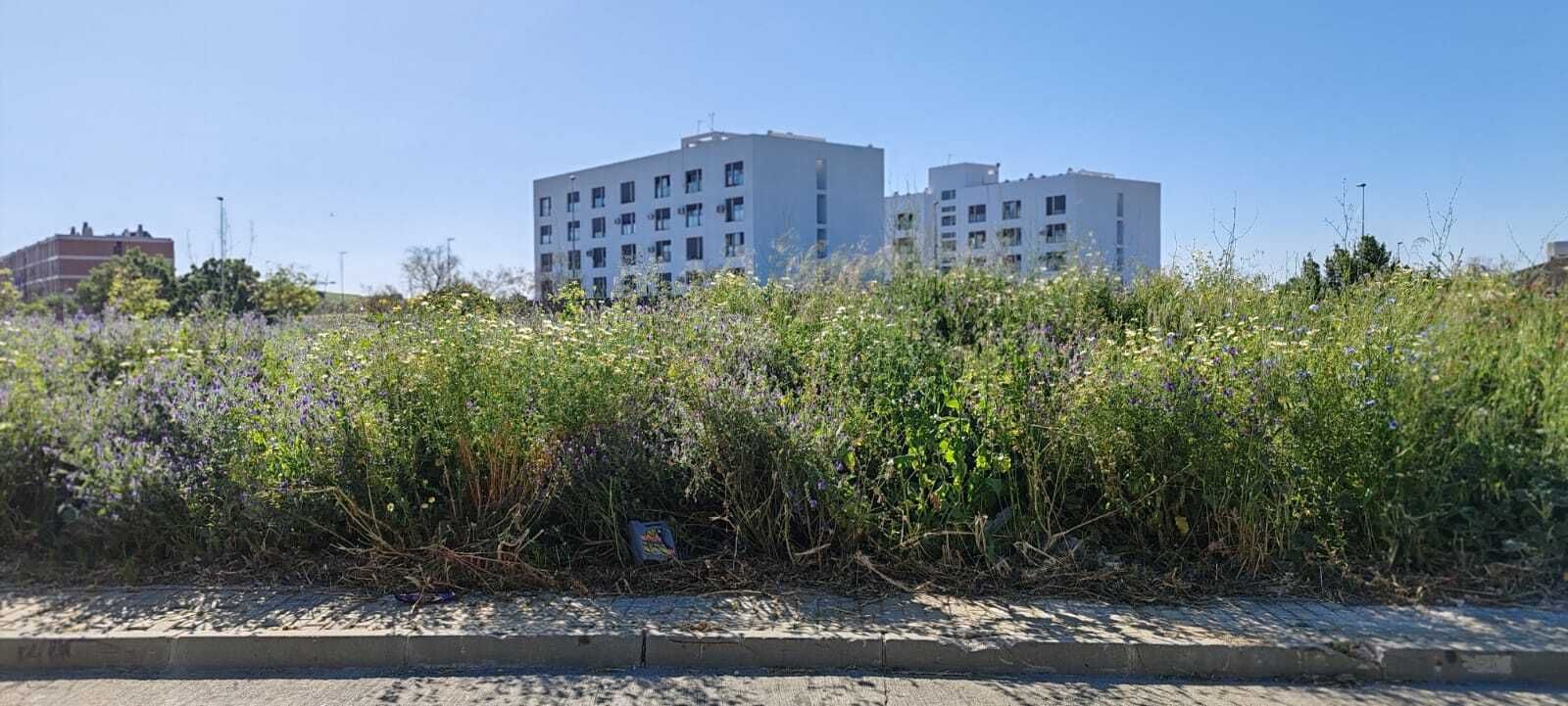 La zona sur de Jerez: ¿un campo de basura y malas hierbas?