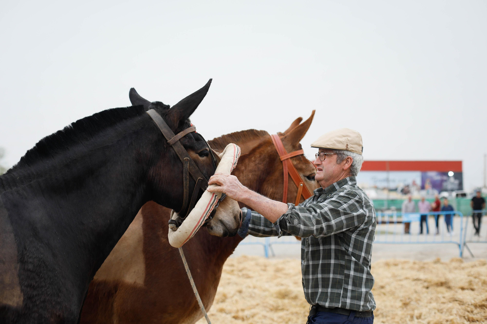 Galería de la Feria  de ganado en Tarambana