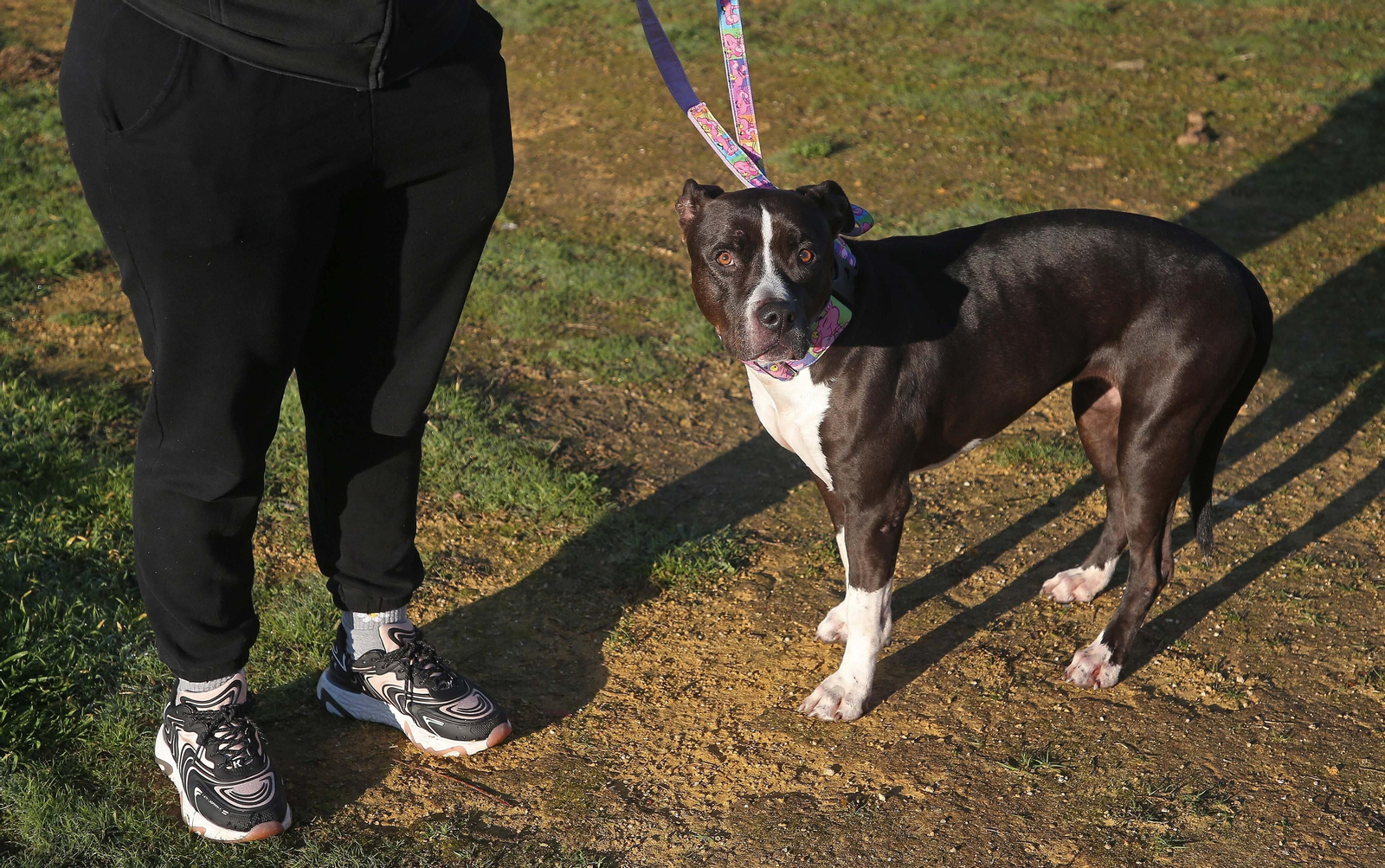 Fotos del encantador de perros de Algeciras