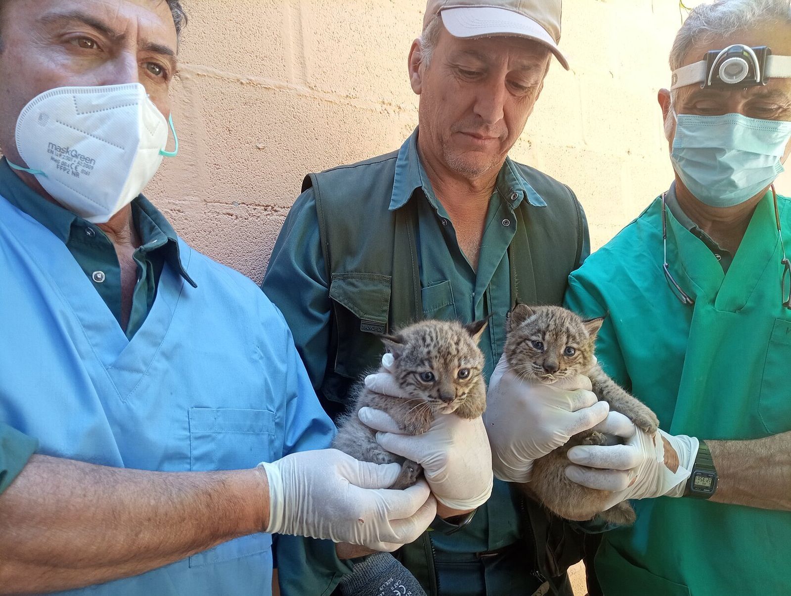 Profesionales del Zoo de Jerez realizan el chequeo a las dos nuevas linces.