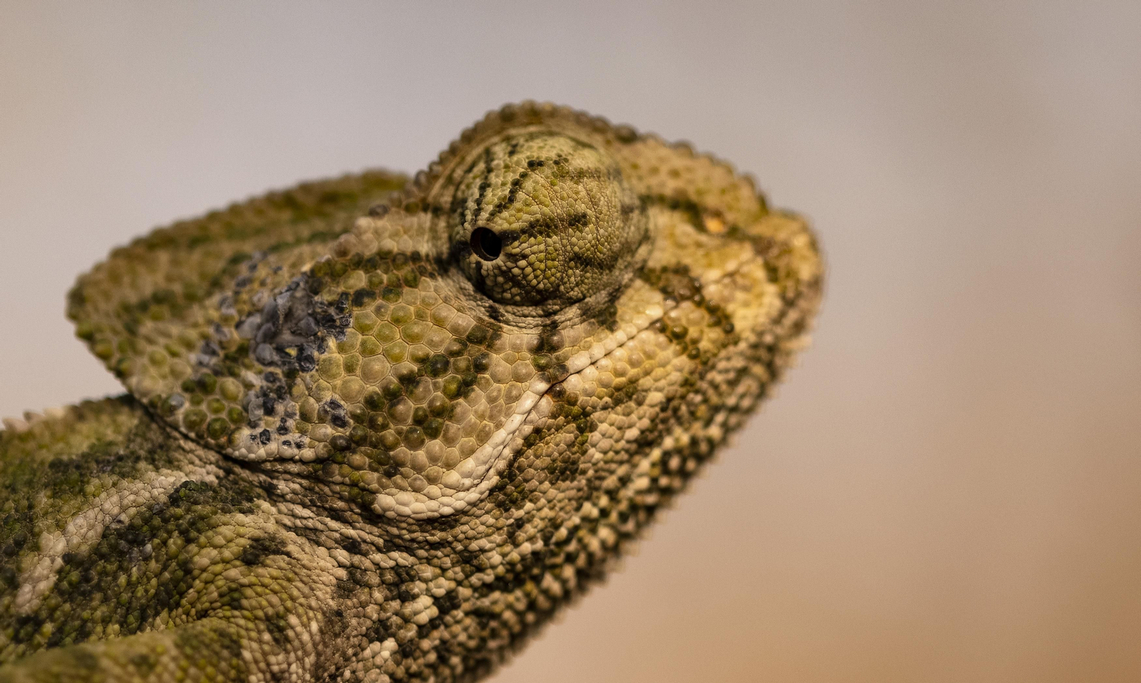 Doñana, imágenes de un mosaico de ecosistemas único