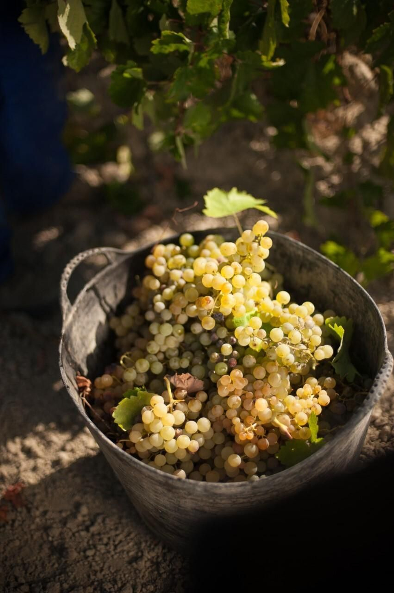 Uvas recogidas en la vendimia en Bodegas Barbadillo.