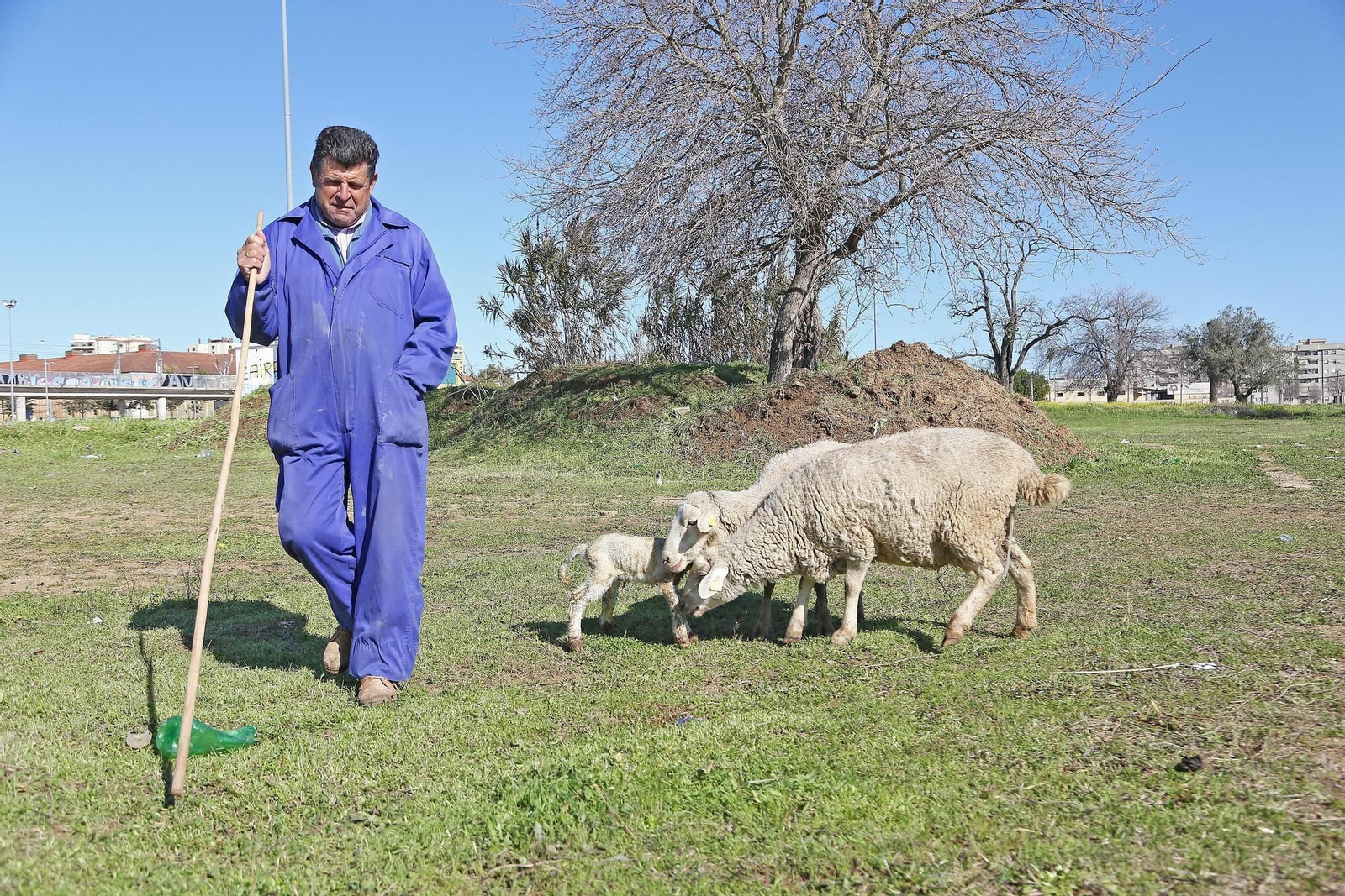 1. José Bernal junto a una oveja que acaba de parir. 2. Una oveja y una cabra se alimentan de los hojas de un árbol. 3. Corral donde se guardan los animales de noche con la caravana, al fondo, donde duerme el pastor. 4. Panorámica de los terrenos donde se encuentra el rebaño, con Jerez 74 en segundo plano. 5. Un ejemplar con sus dos borregos recién nacidos. 6 y 7. Las ovejas campan a sus anchas por toda la zona donde crece la vegetación. 1. José Bernal junto a una oveja que acaba de parir. 2. Una oveja y una cabra se alimentan de los hojas de un árbol. 3. Corral donde se guardan los animales de noche con la caravana, al fondo, donde duerme el pastor. 4. Panorámica de los terrenos donde se encuentra el rebaño, con Jerez 74 en segundo plano. 5. Un ejemplar con sus dos borregos recién nacidos. 6 y 7. Las ovejas campan a sus anchas por toda la zona donde crece la vegetación.