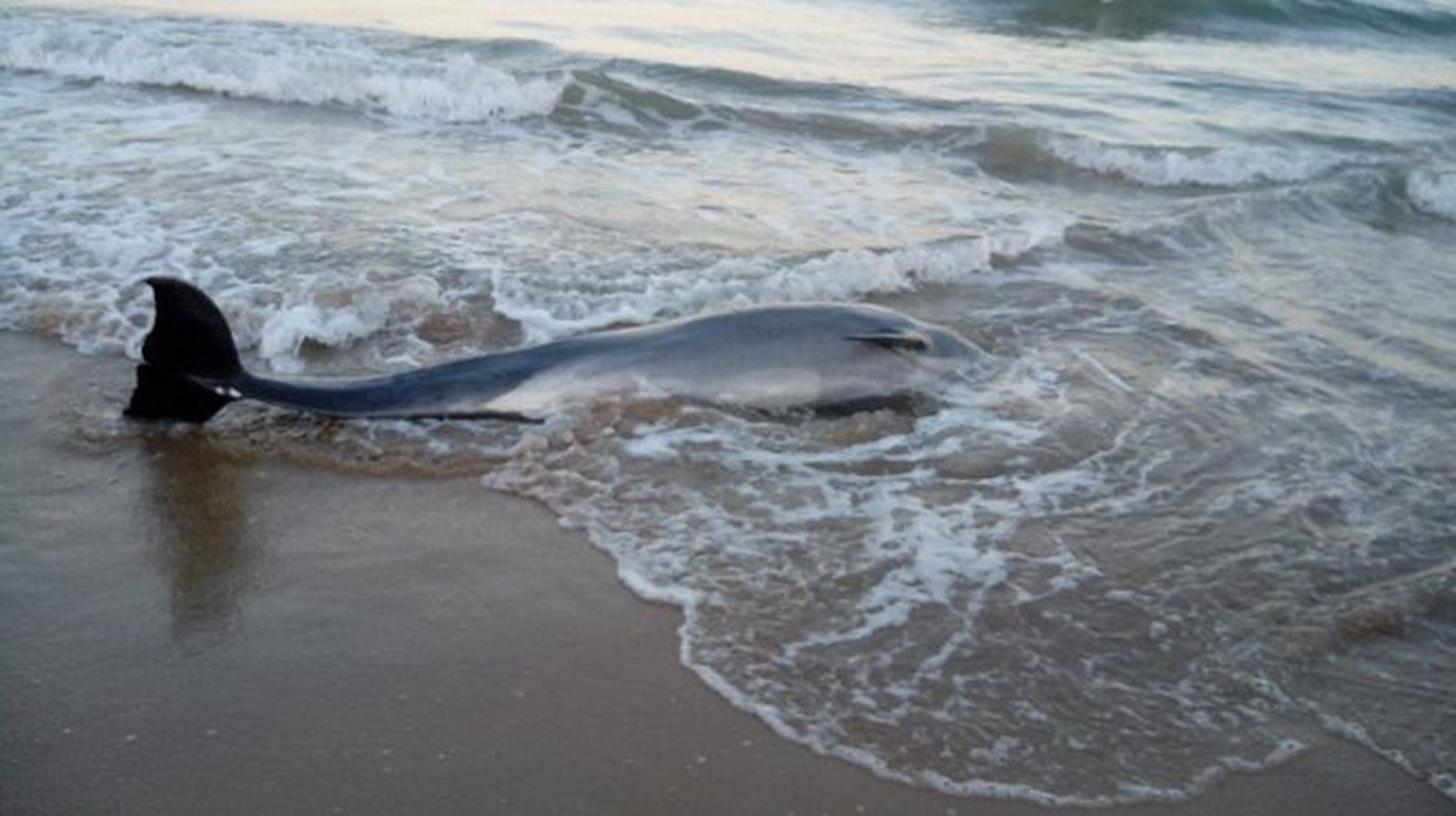Aparece muerto un delfín en la playa de Las Redes