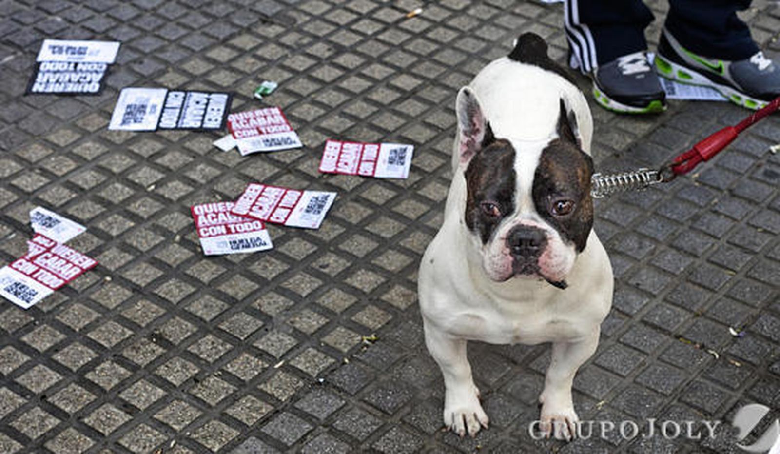 Un perro, entre panfletos de los manifestantes. 

Foto: Julio González