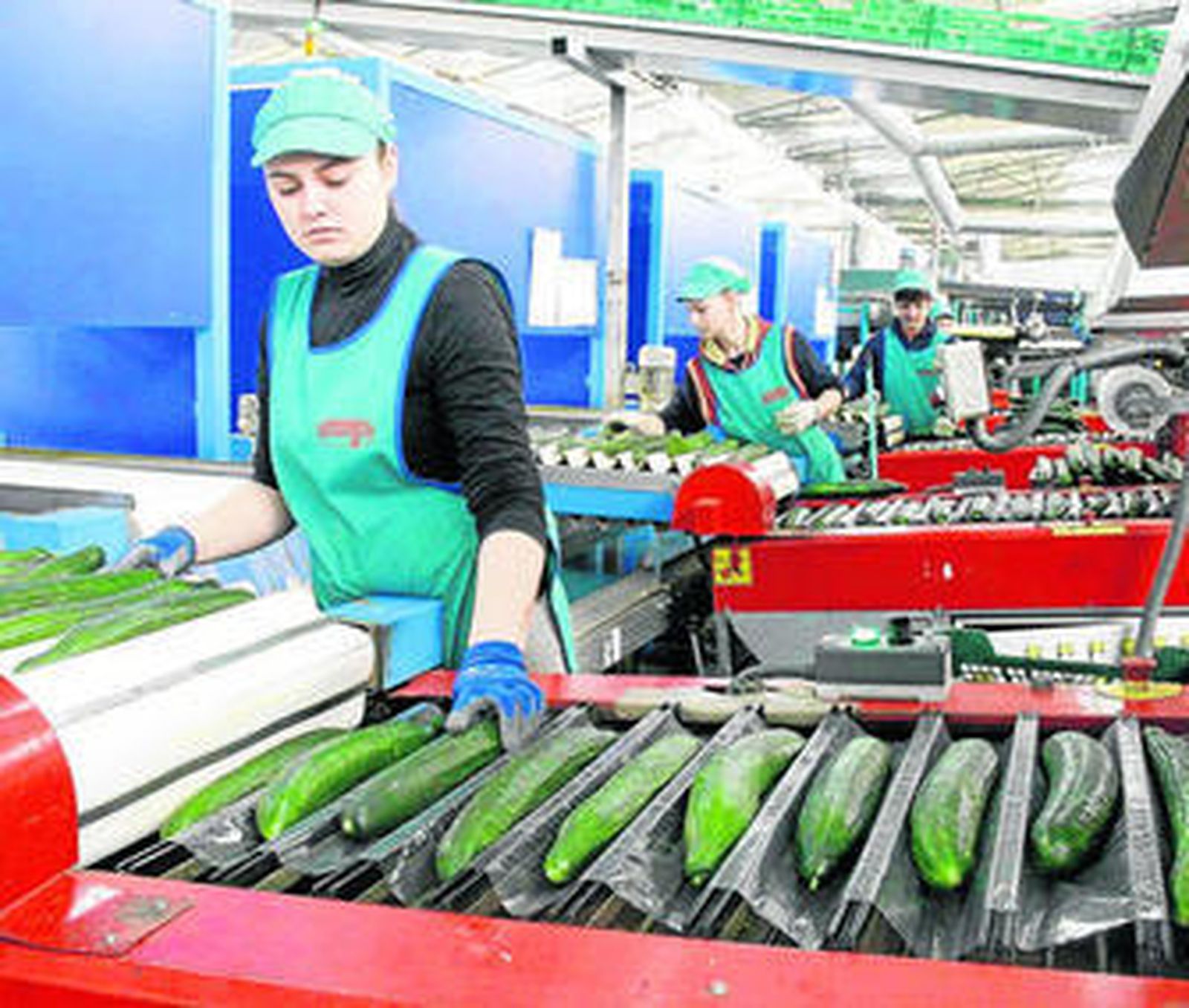 La alhóndiga La Unión es una de las especializadas en pepino en Almería.