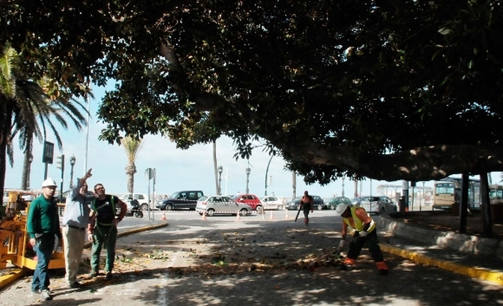 El Ayuntamiento comienza la poda de los ficus del Mora