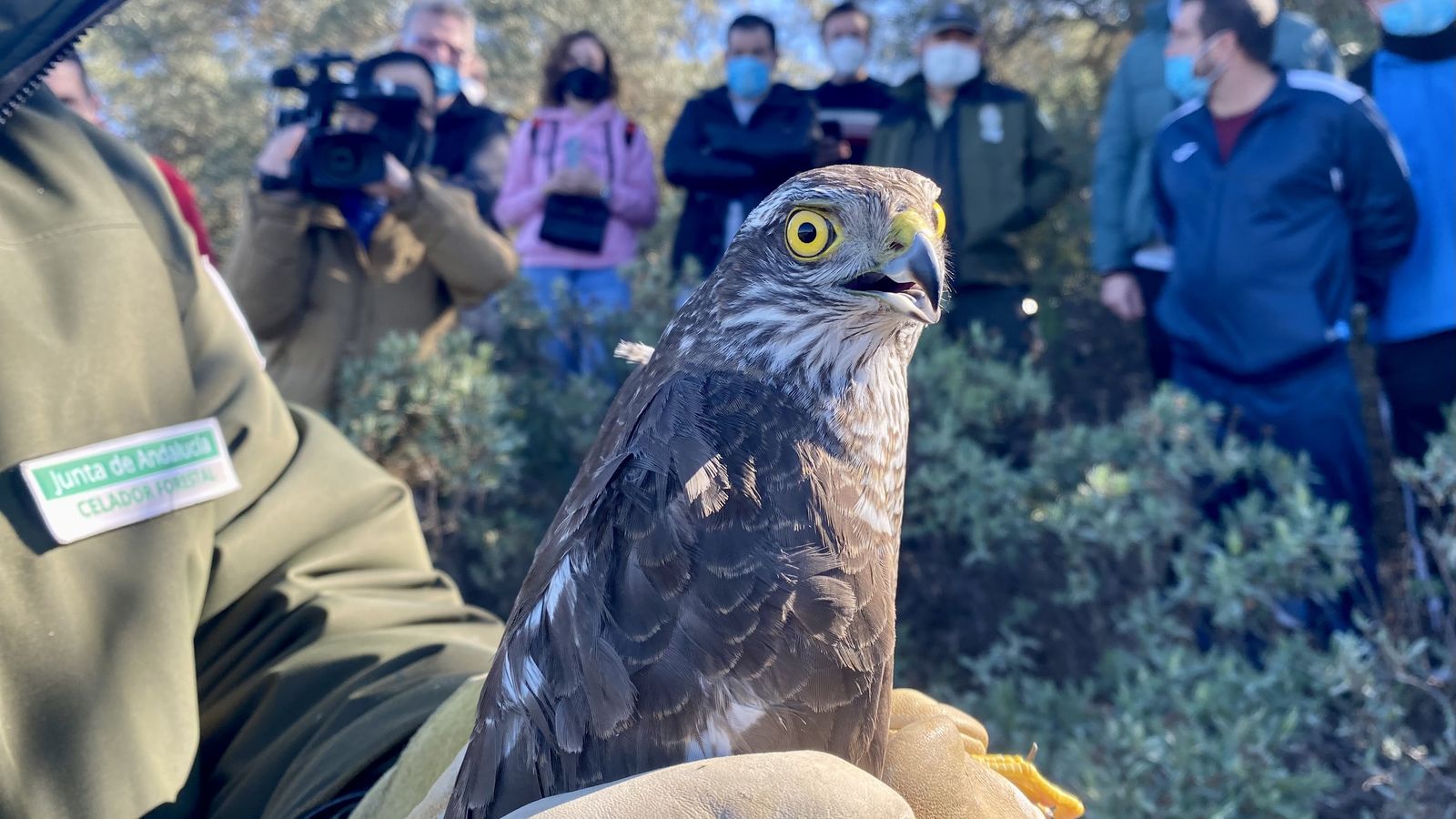 Suelta de una de las aves.