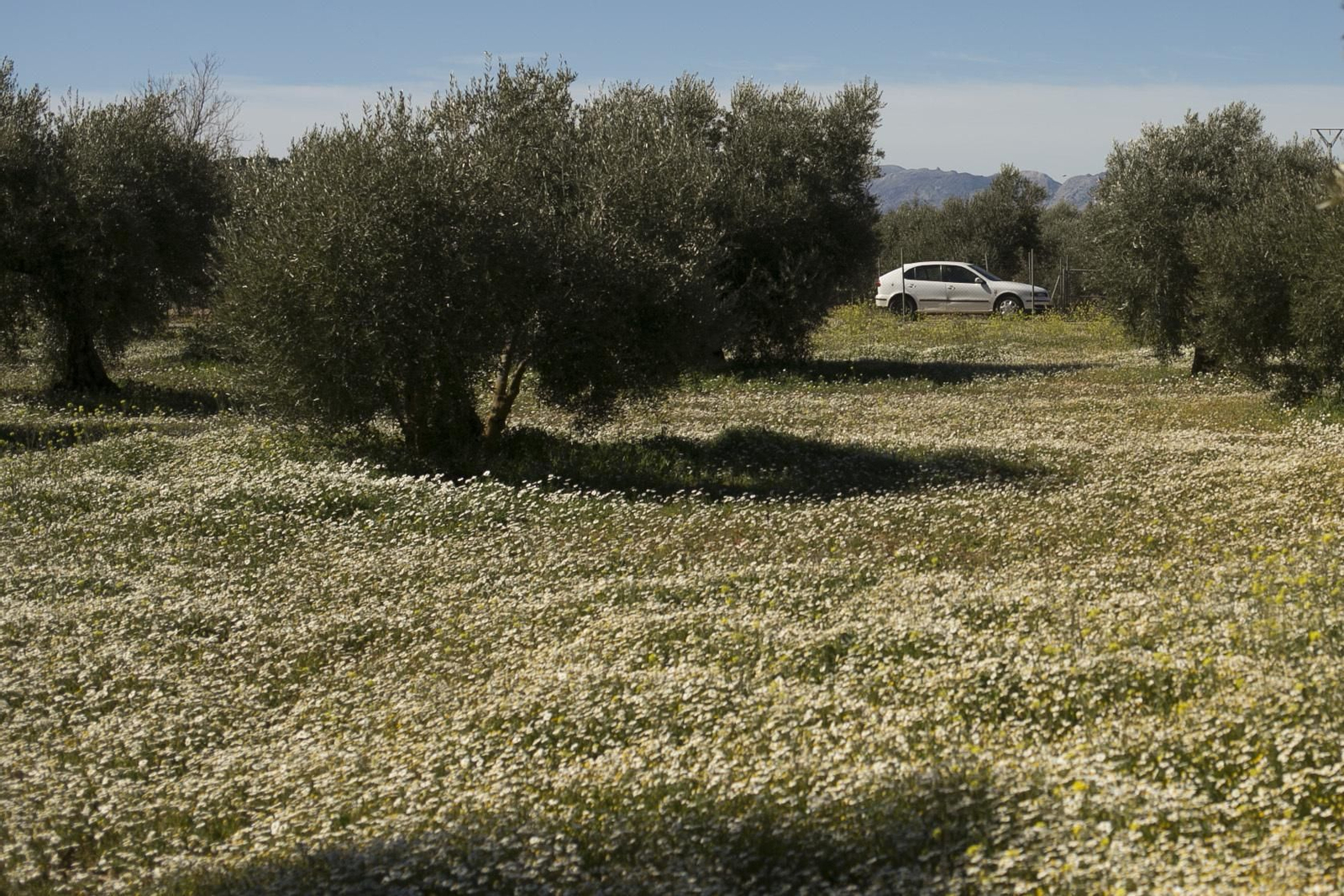 Imágenes de la primavera adelantada en Málaga