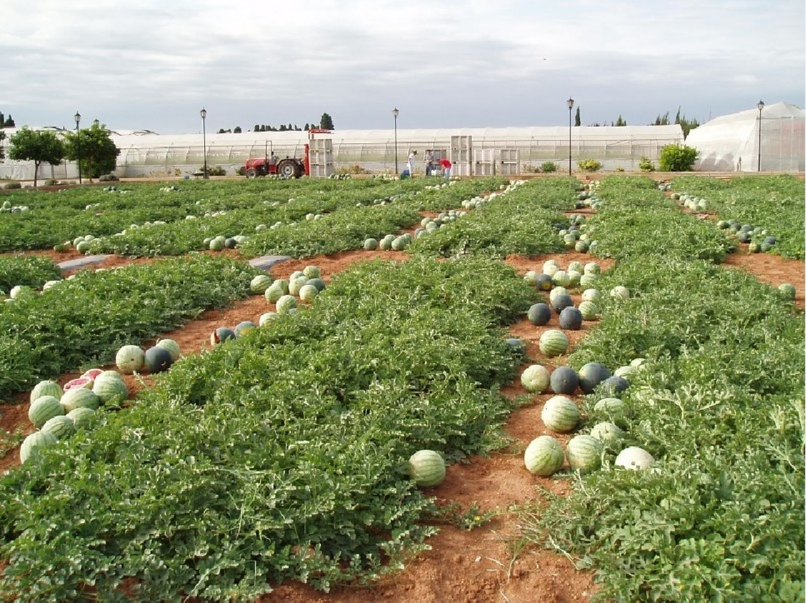 Ensayo de cultivo de sandía por parte de la Fundación Cajamar.