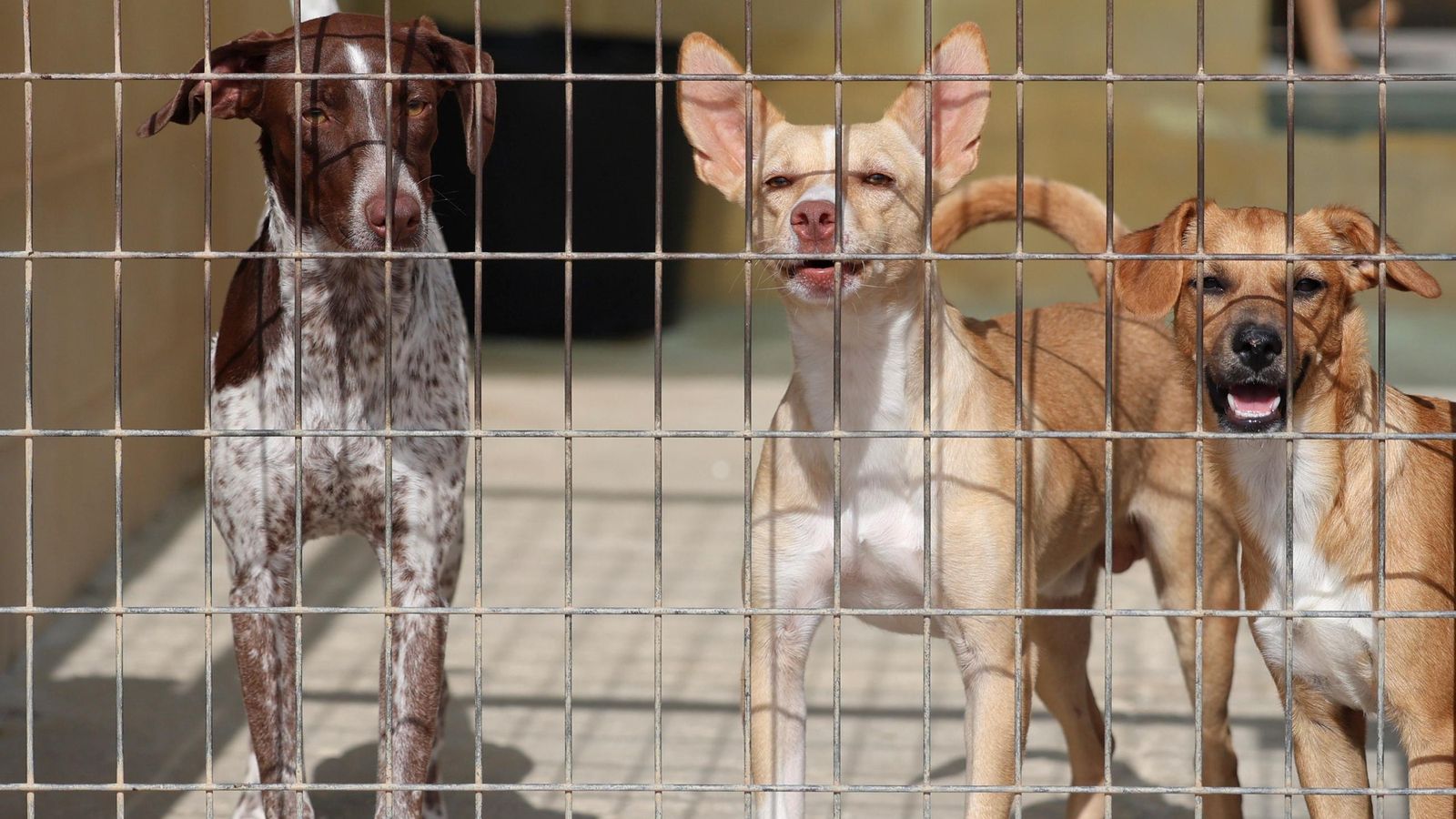Los perros que buscan familia en la protectora de Animales de Málaga