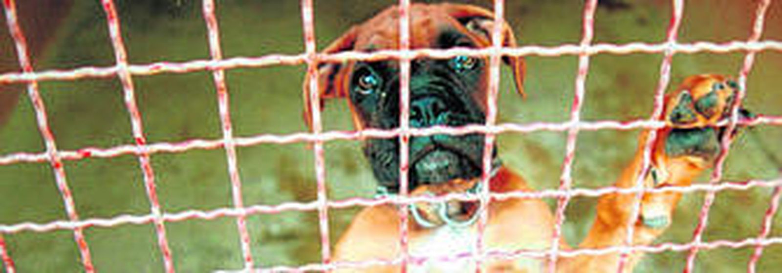 Un cachorro de los denominados perros peligrosos abandonado en una protectora de animales.