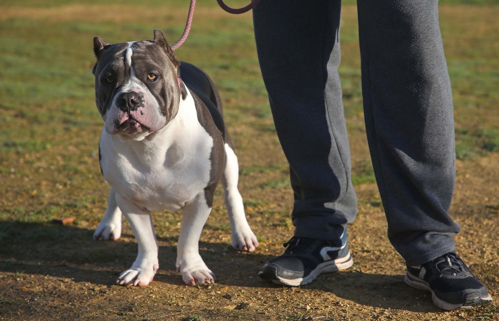 Fotos del encantador de perros de Algeciras
