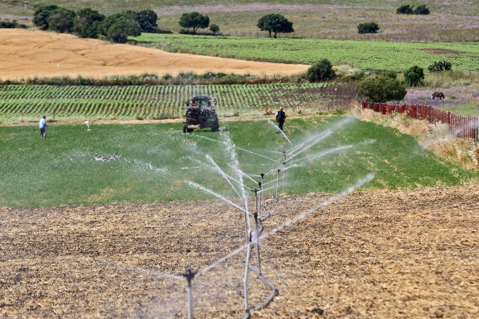 Riego en el campo.