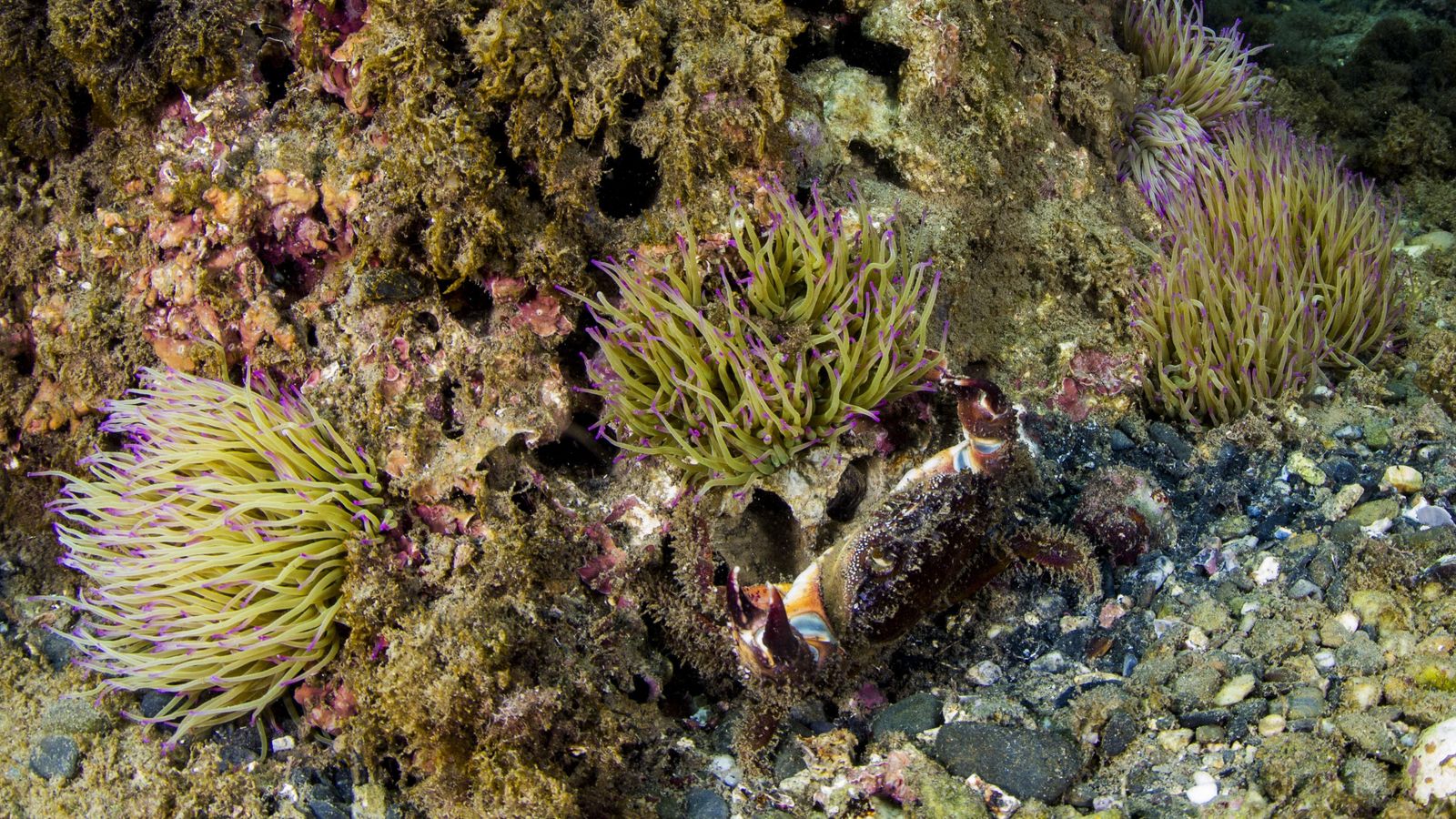 El fondo del litoral malagueño es un patrimonio natural que debemos proteger a toda costa.