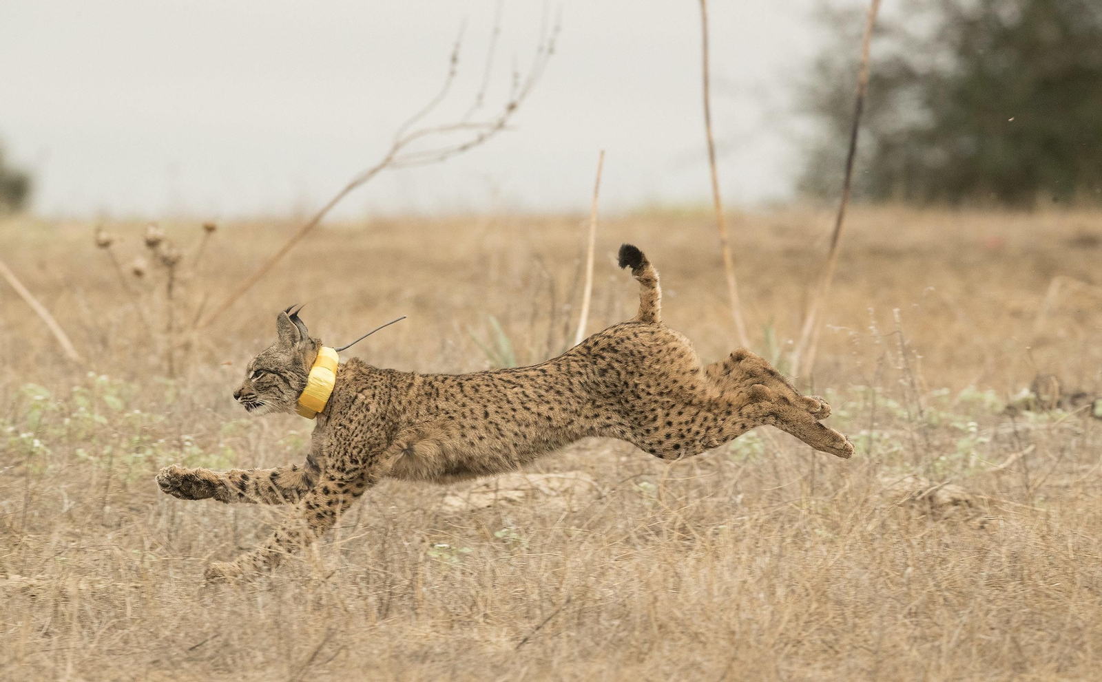 Suelta de un lince en La Puebla del Río