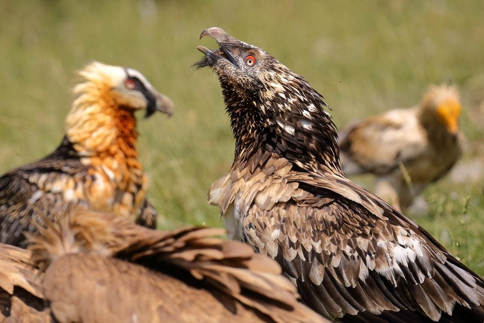 El quebrantahuesos, alimentándose en bando junto a un alimoche, al fondo a la derecha.
