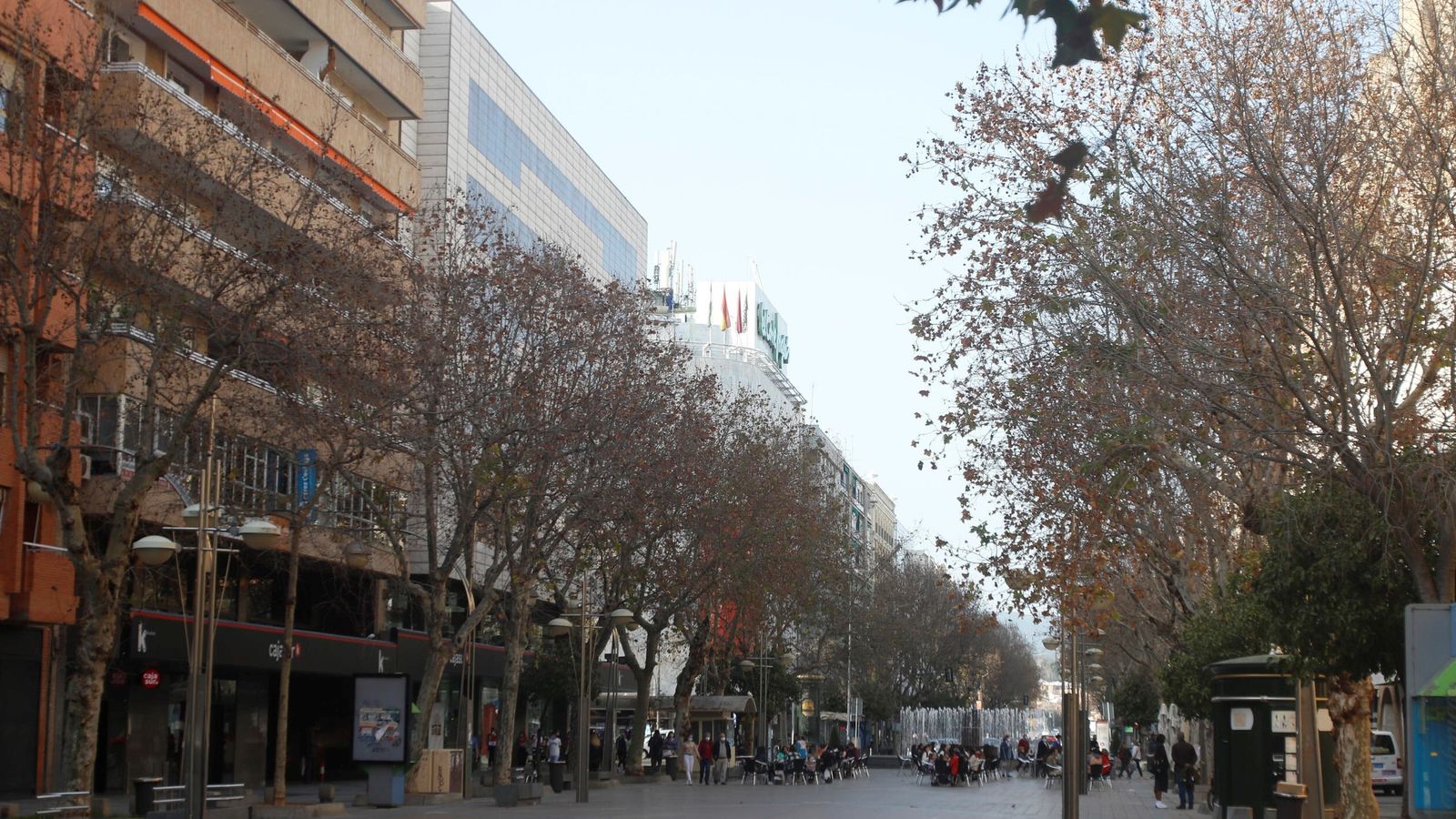 Plátanos de sombra en el bulevar del Gran Capitán.