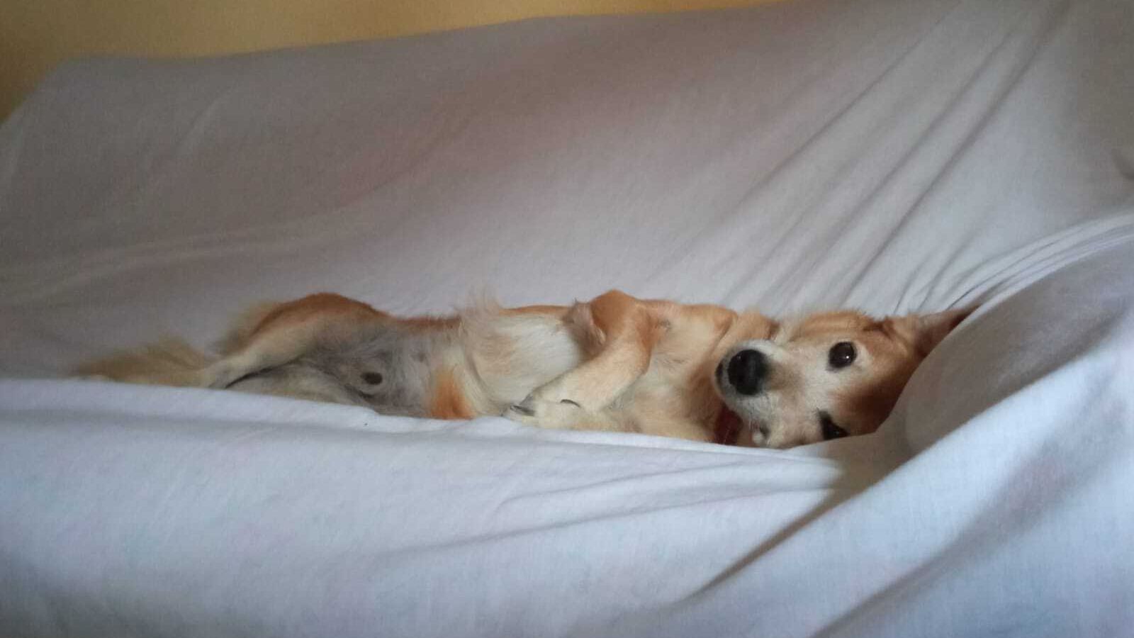 Aslan, uno de los perritos desaparecidos.