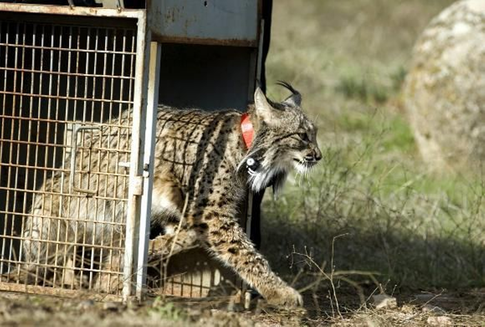 Dos linces cautivos se reintroducen por primera vez en Sierra Morena