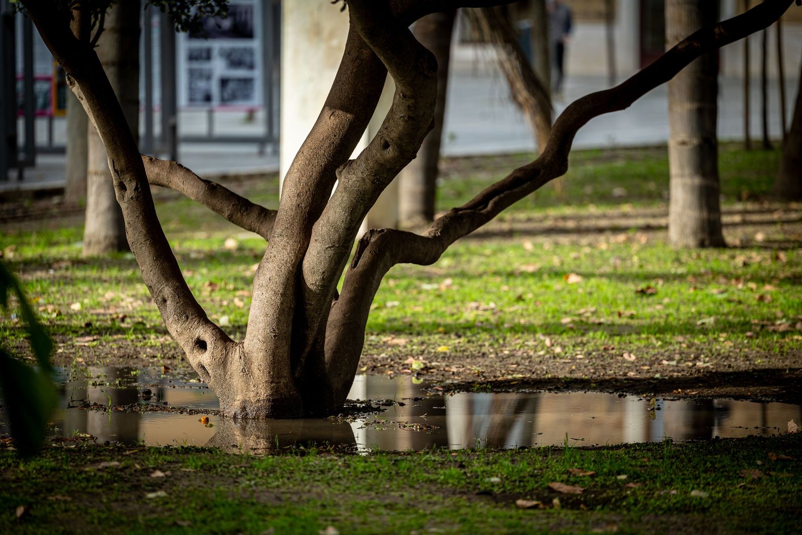 Las imágenes del mal estado de la Plaza de España en Cádiz