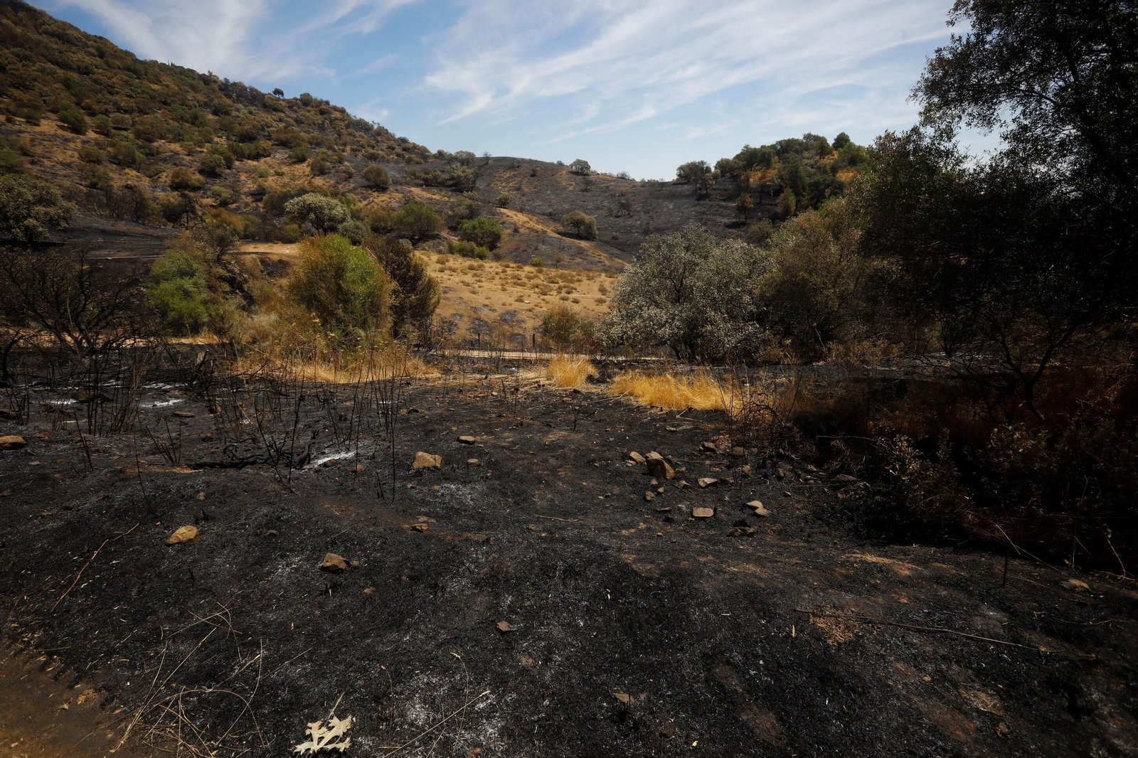 Zona cero del incendio de la Albaida.