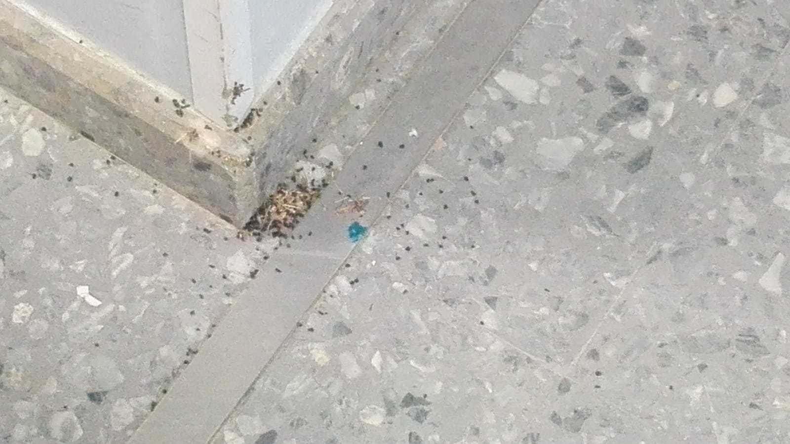 Insectos en los zócalos de los pasillos.