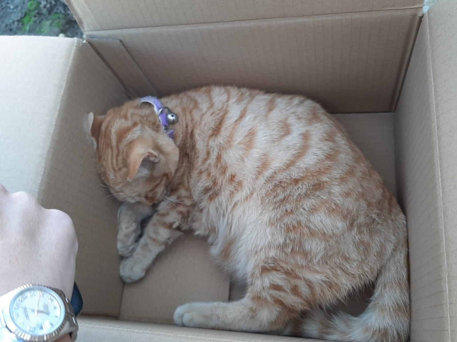 Uno de los gatos que ha muerto envenenado.