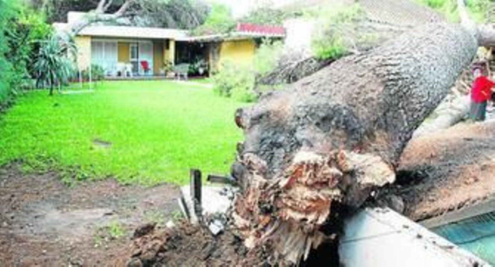 El viento provocó la caída de varios árboles en El Puerto, como en la residencia de mayores de 'Las Banderas'.