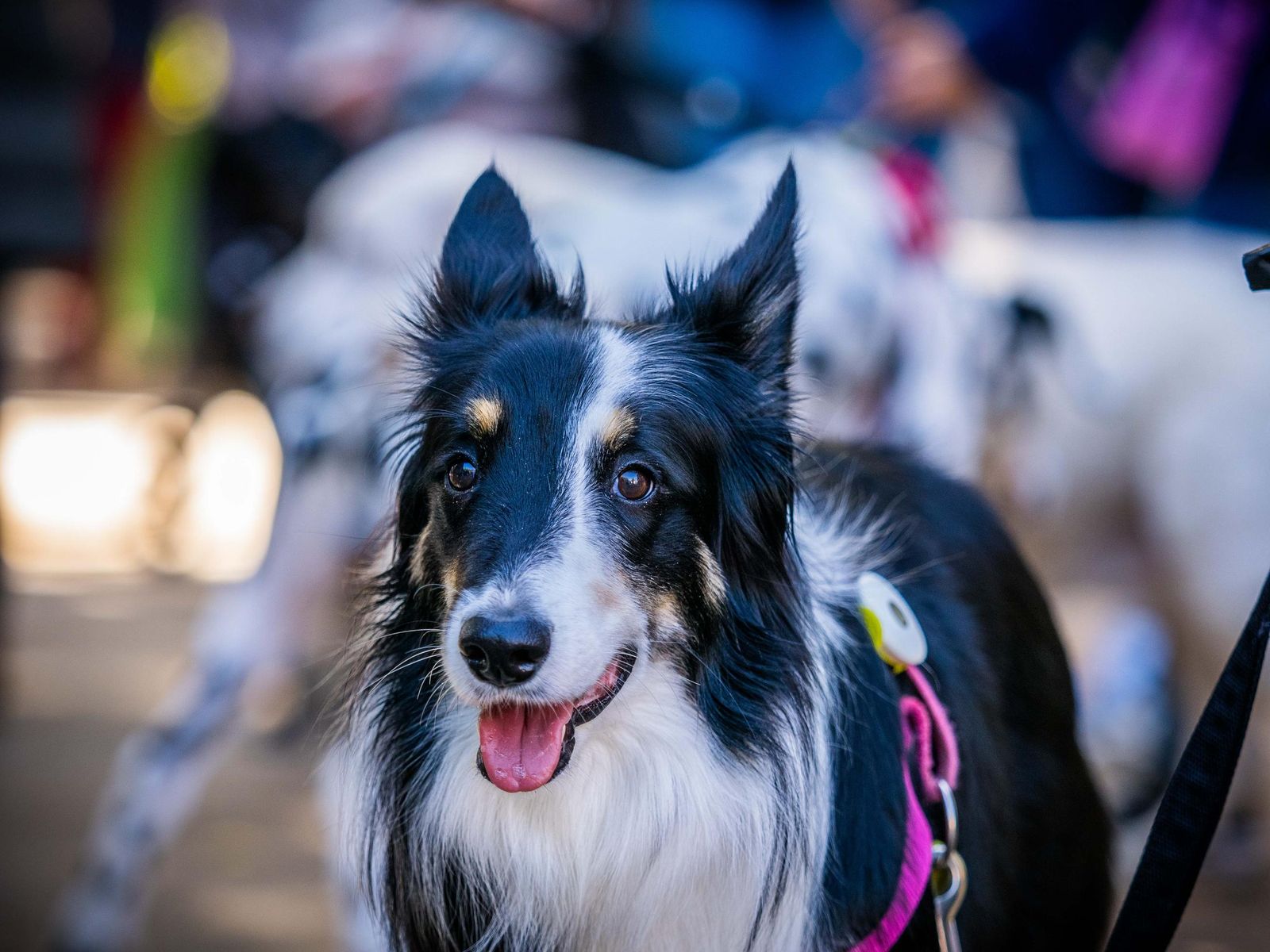 Las imágenes de San Antón 2025 en San Fernando