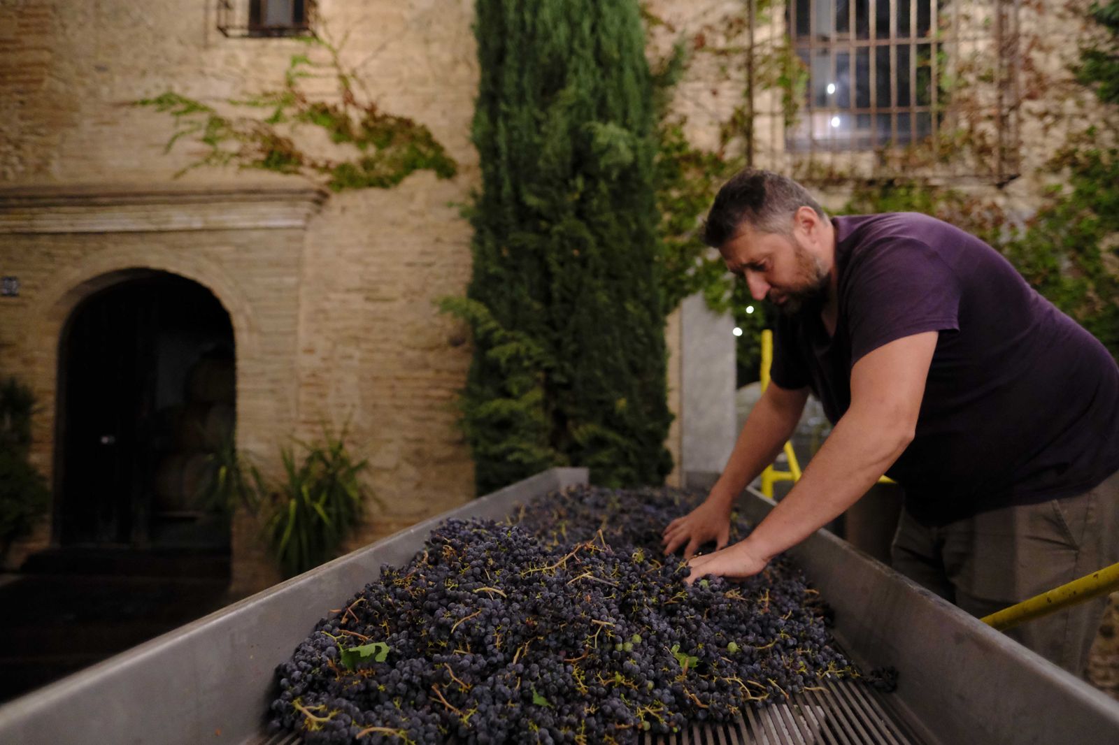 Vendimia nocturna en Ronda, en fotos