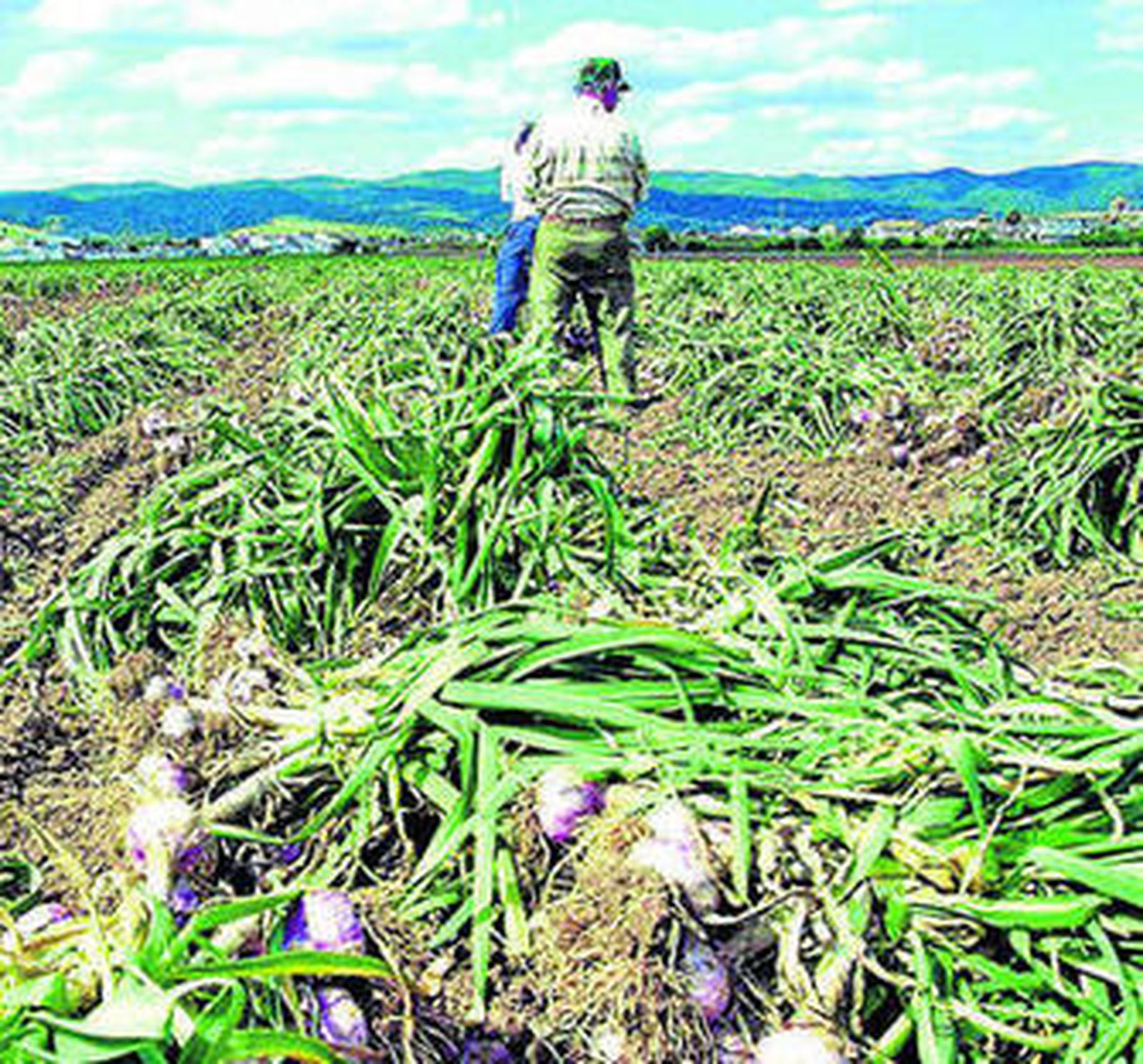 Tareas de recolección del ajo.
