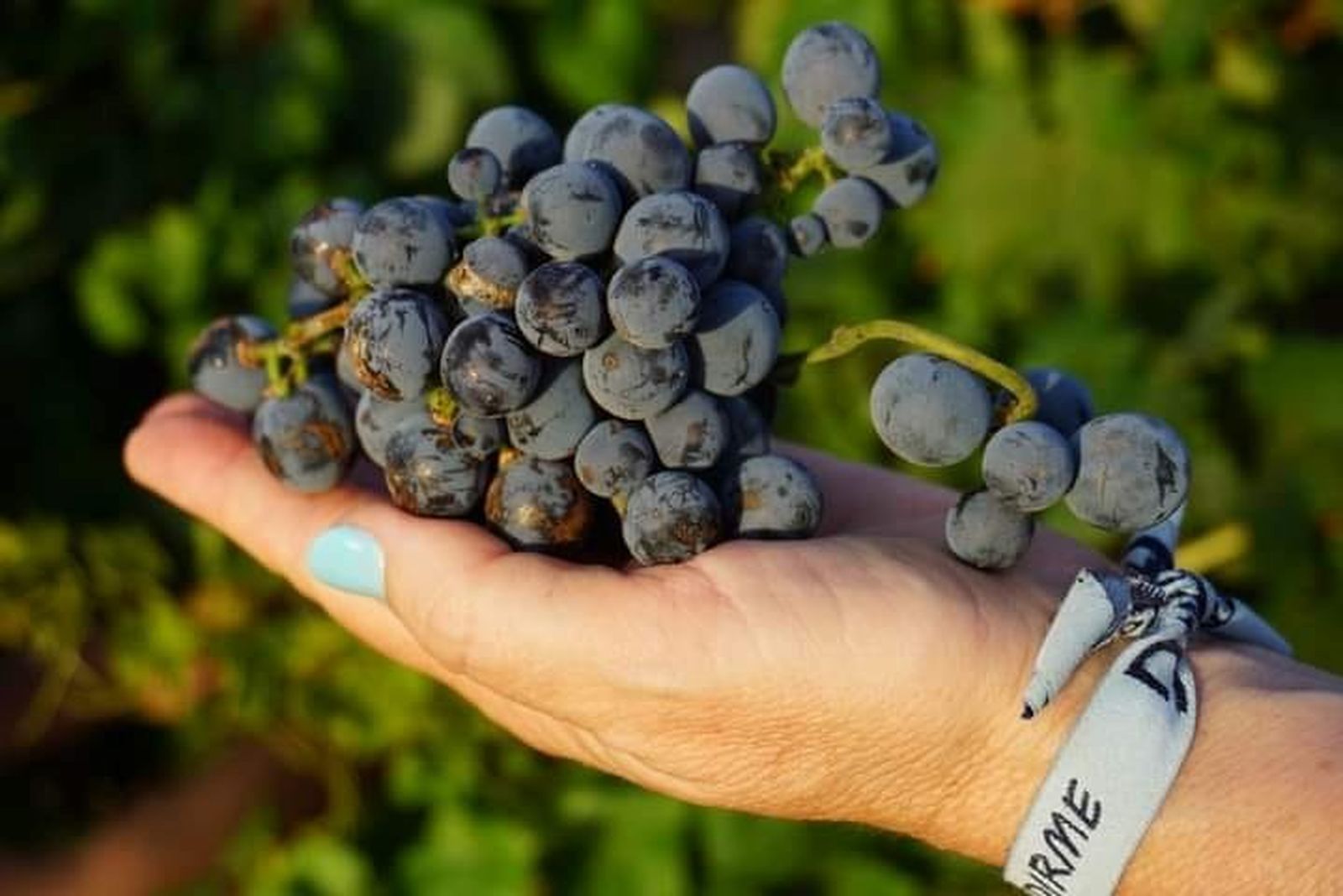 Racimo de la variedad roteña.