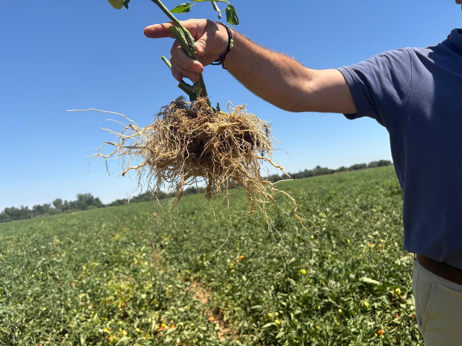 Enraizamiento de Ecoculture.