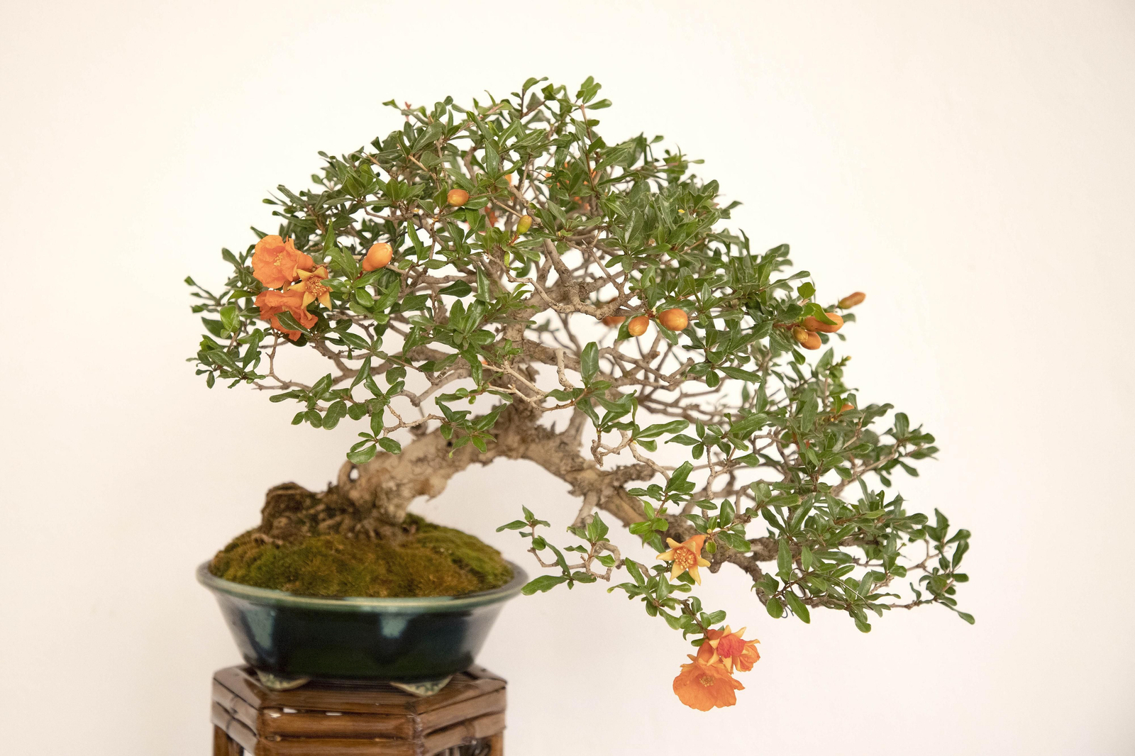 La exposición de Primavera de Bonsái de Córdoba, en imágenes